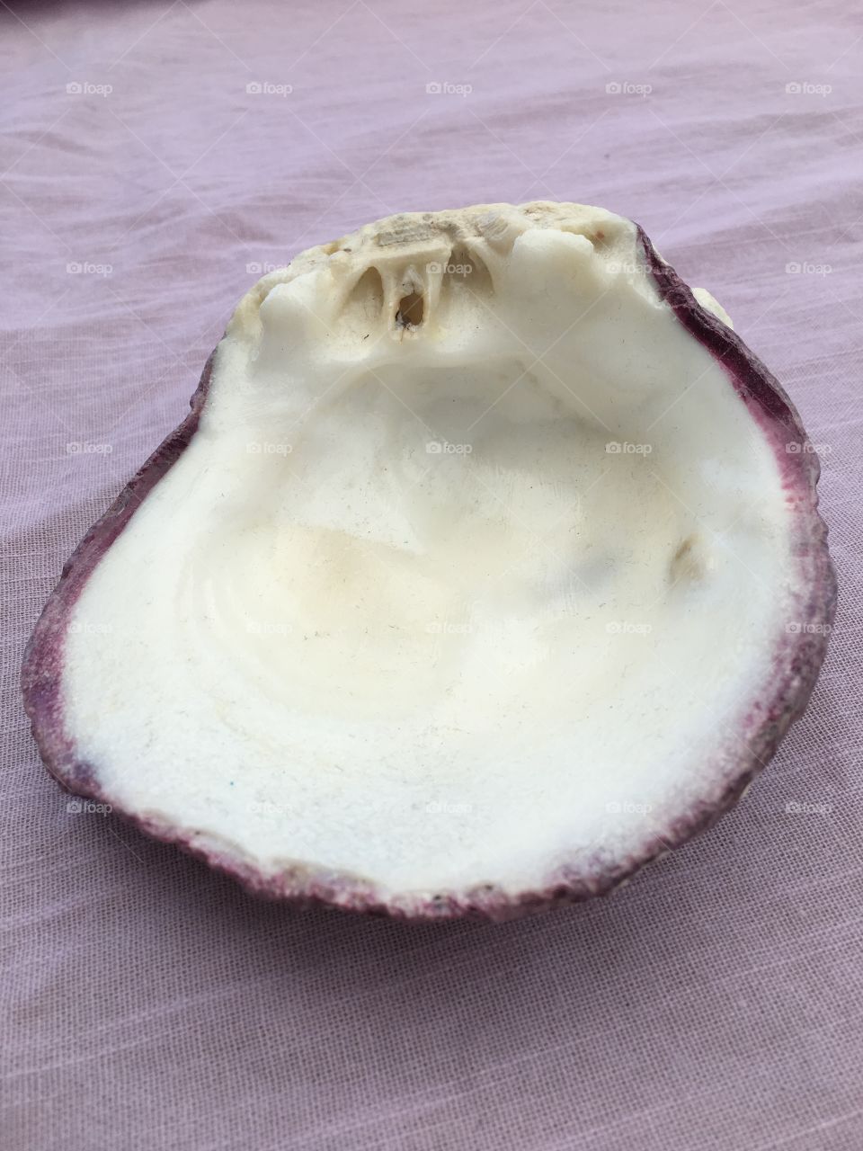 Close-up of oyster shell 