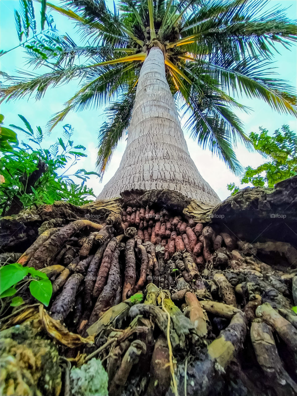 palm tree showing its roots from the bottom up