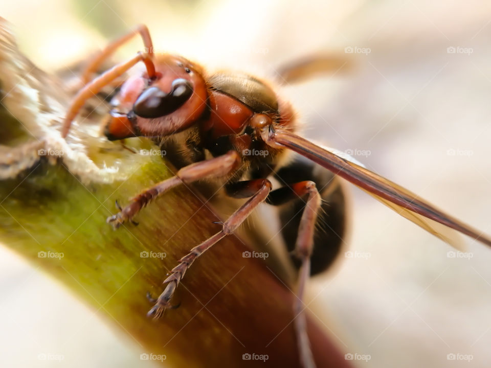 Deadly Asian hornets that can kill with just one sting. , their jaws are strong enough to pierce the protective clothing that beekeepers wear.