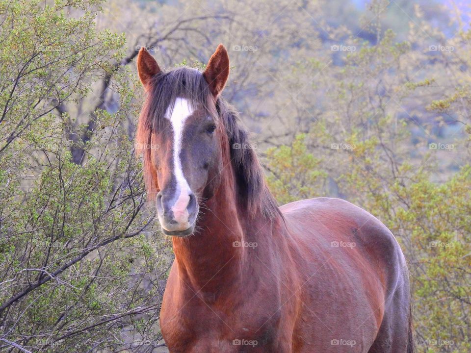 Wild horse Arizona 