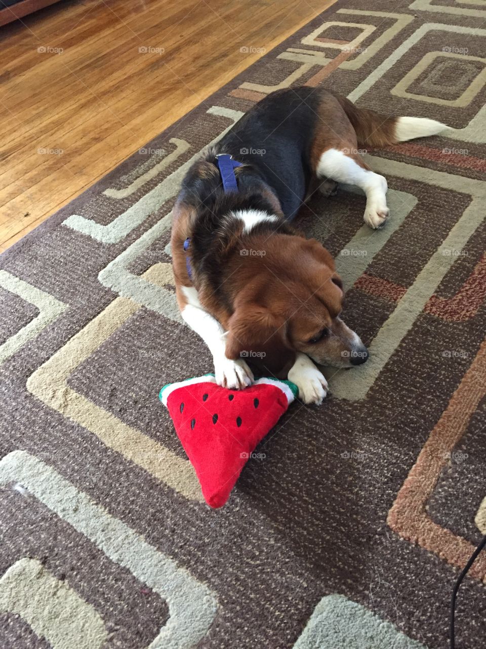 Beagle with toy