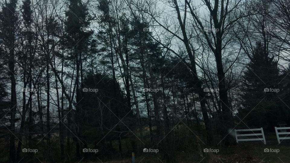 Tree, Landscape, Wood, No Person, Fog