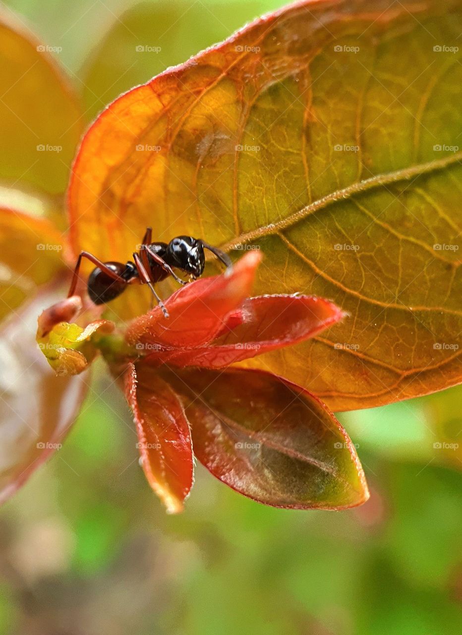 Red Black Ants