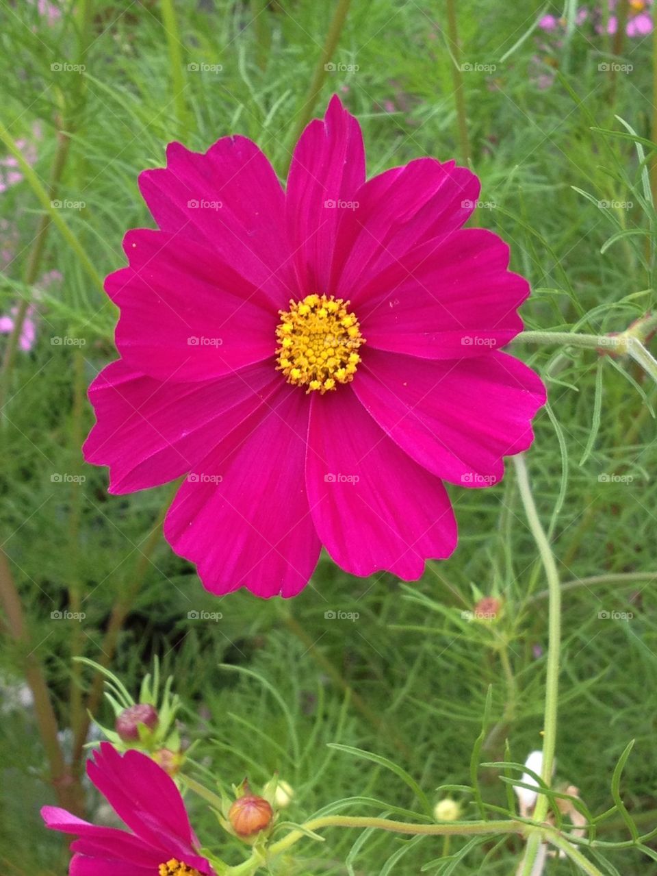Pink flower
