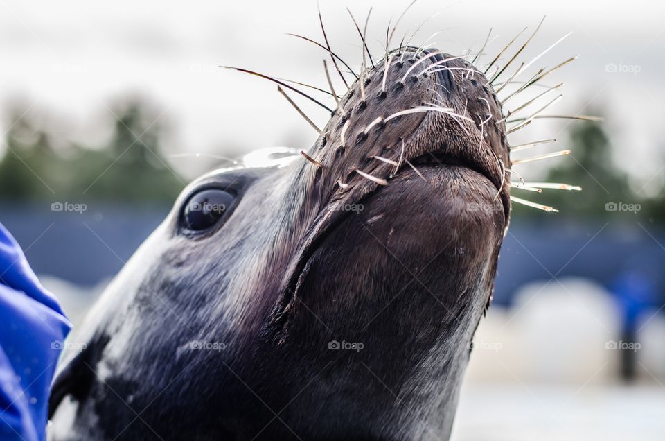 Seal