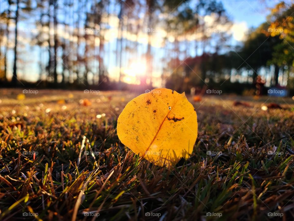 Fallen Yellow Leaf
