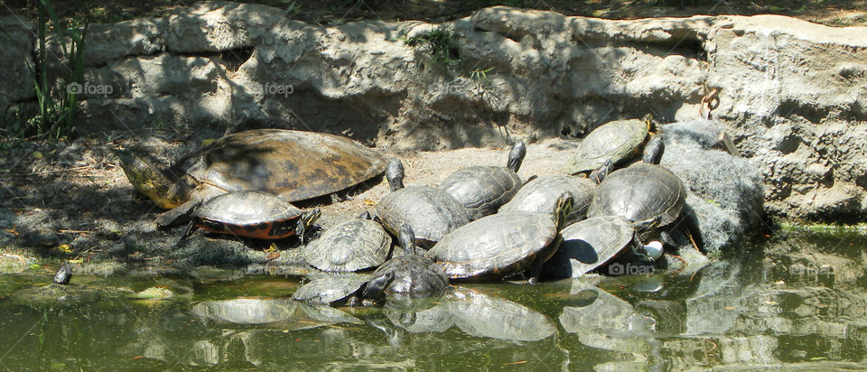 Turtle Pile