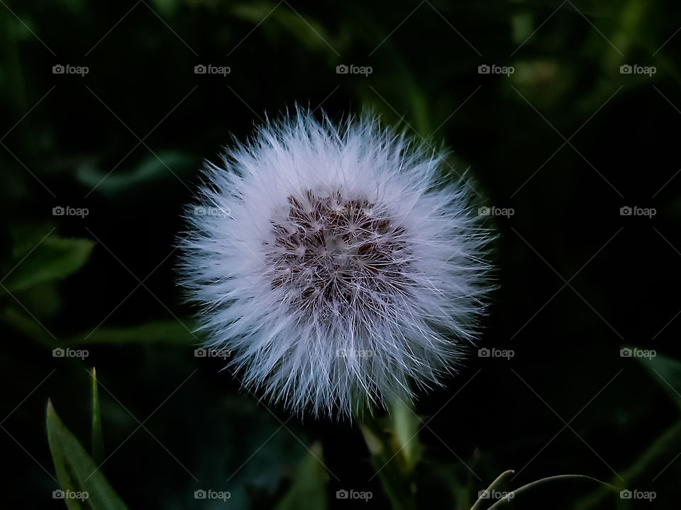 Dandelion