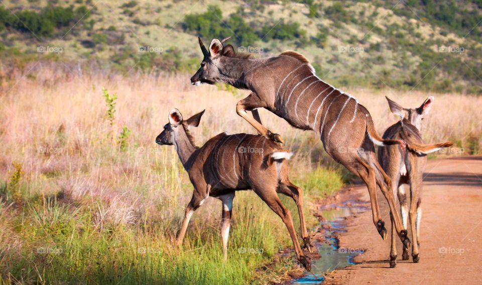 Kudu Traffic Jam