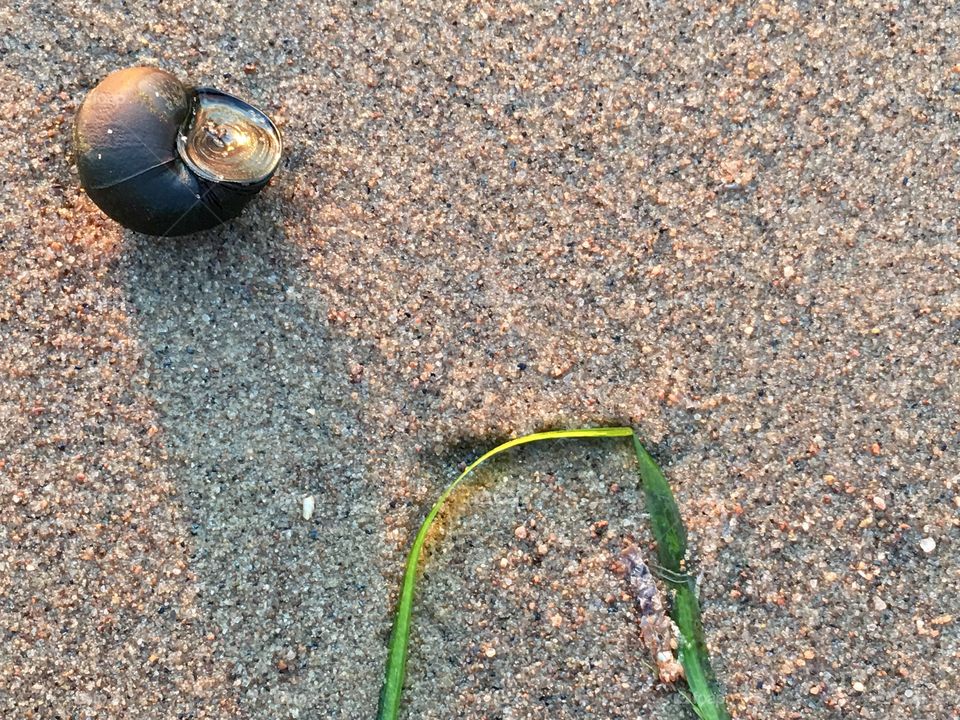 One large freshwater black snail on sand by lake closeup 