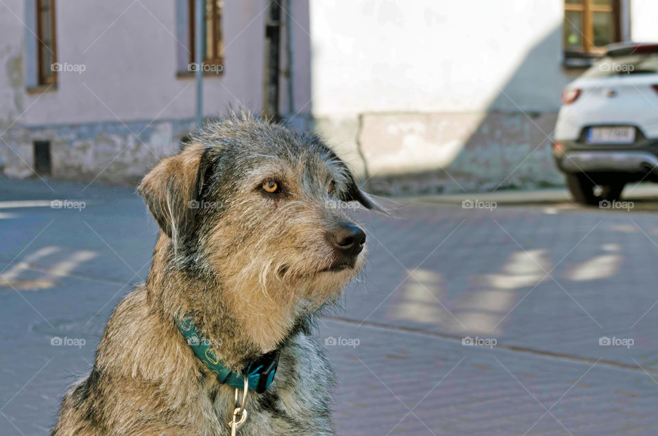 Close-up of a dog looking away.