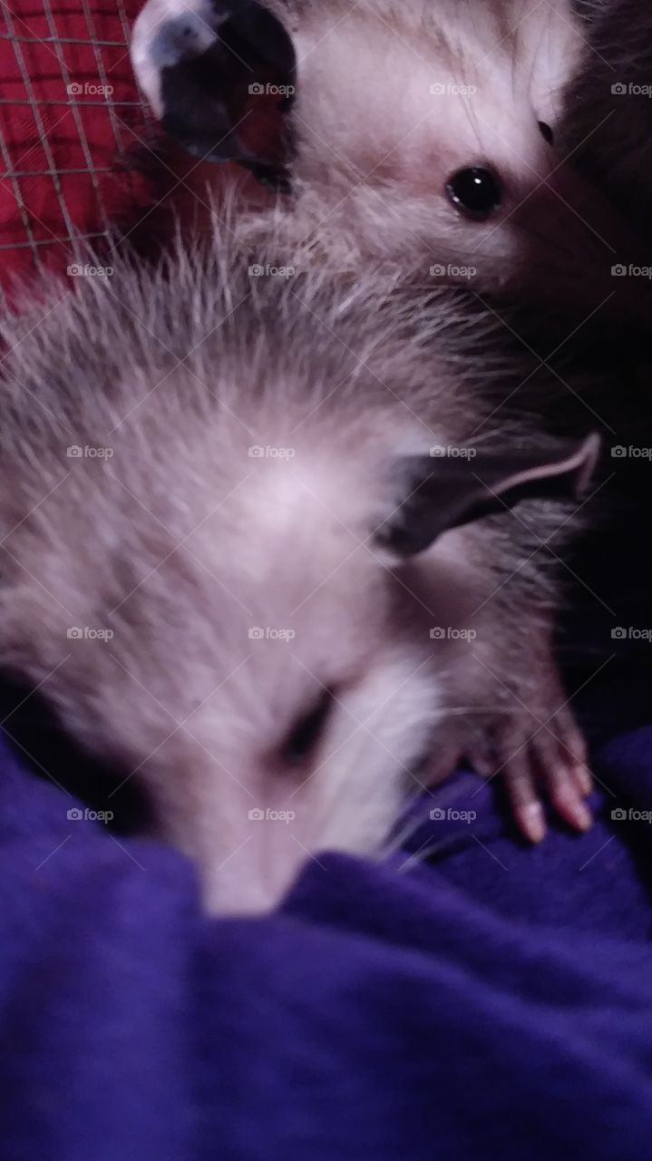 sleeping opossum