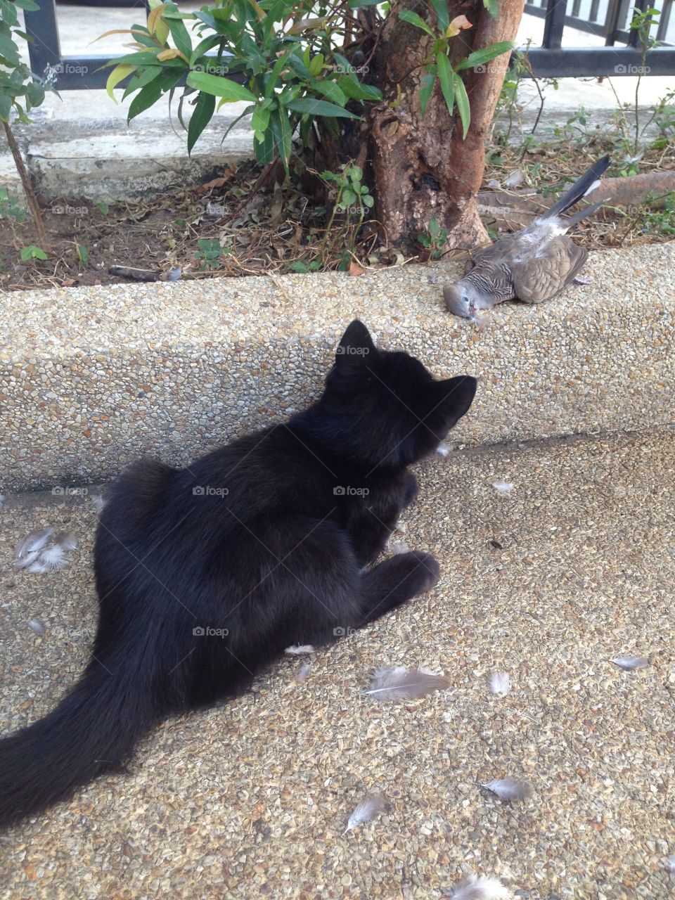 Black kitten & bird 