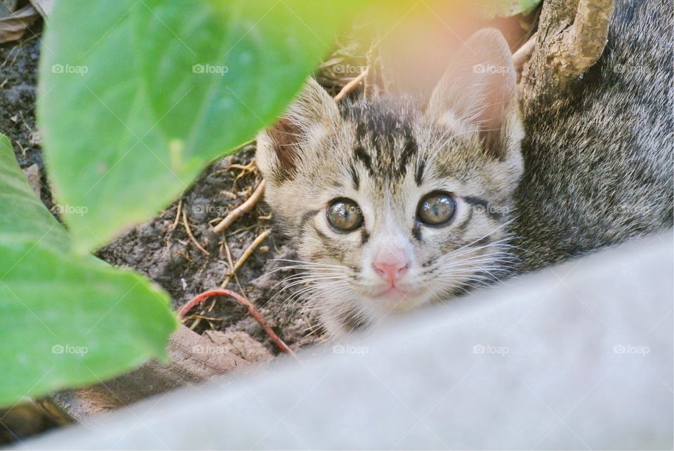 Look at kitten's eyes