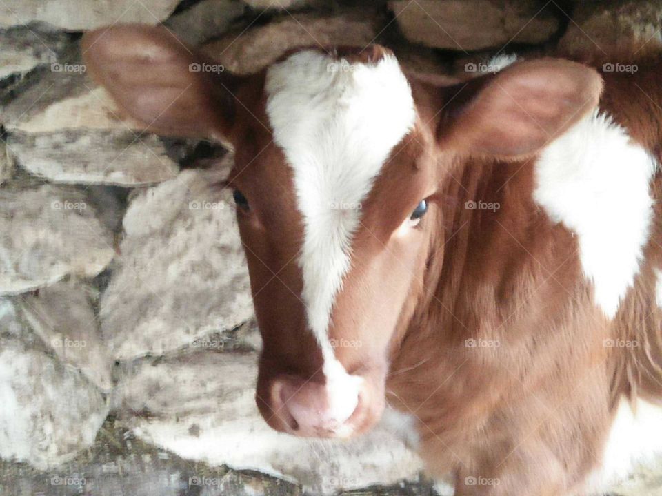 Beautiful brown calf