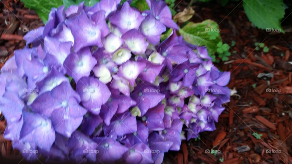 Hydrangea in purple