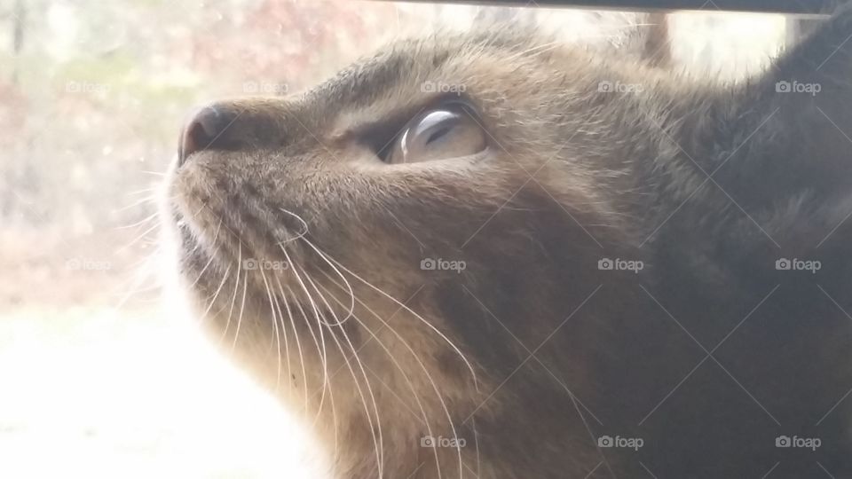 Thoughtful cat. this is one of my grandson's cats, Callie. She loves having her picture taken.