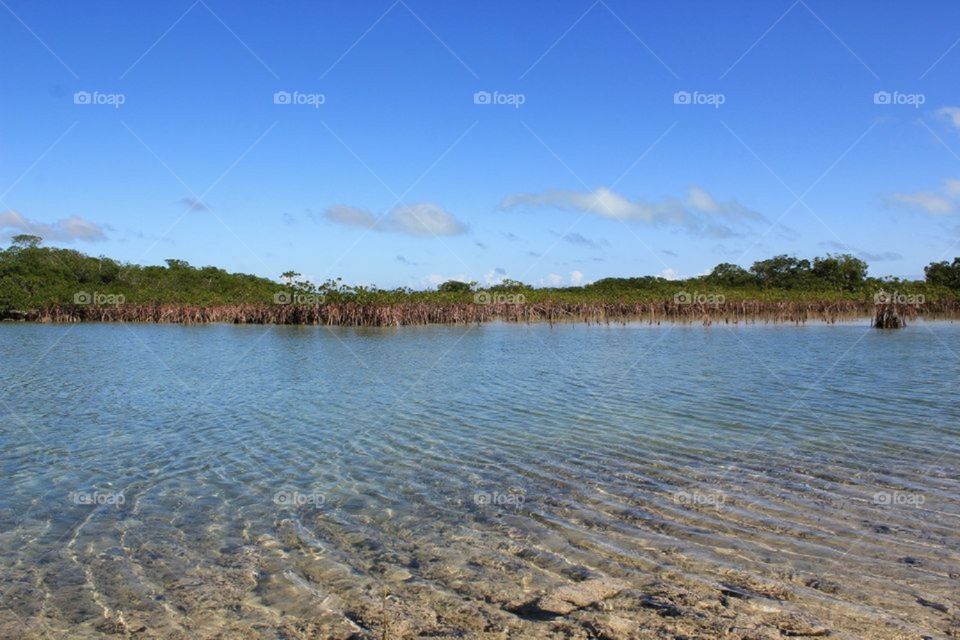 Mangrove flats in the Bahamas