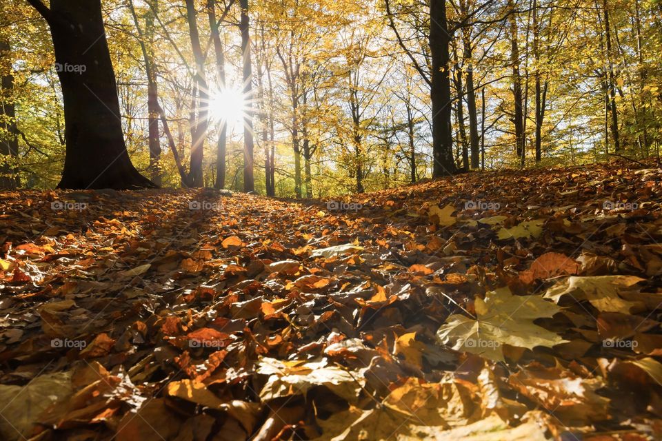 Sun shining behind the trees and the light reaches the ground covered with beautiful colorful leaves on a sunny day in fall