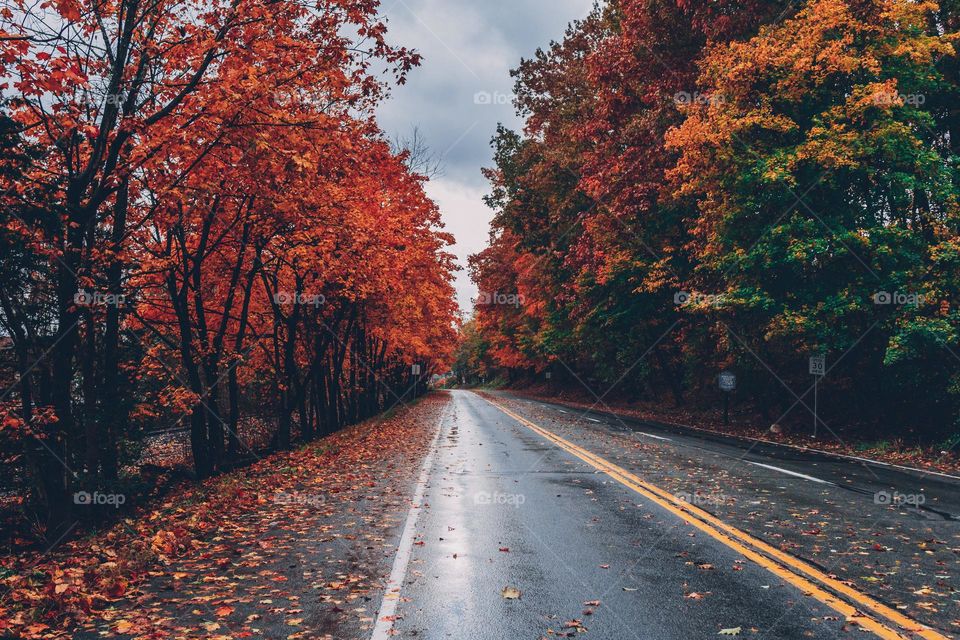 Autumn tree and the road