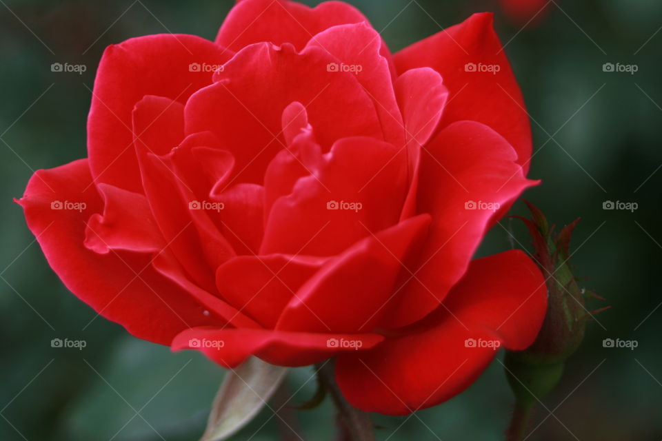 Red Rose