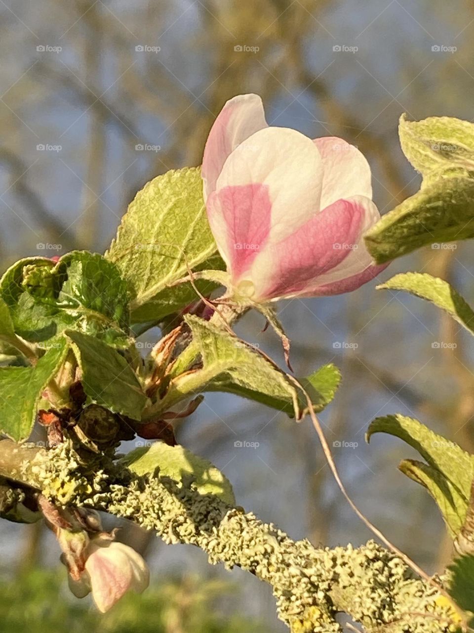 Apfelblüte in Abendstunden 