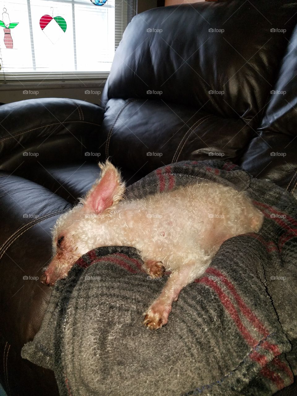 Poodle sound asleep on couch.