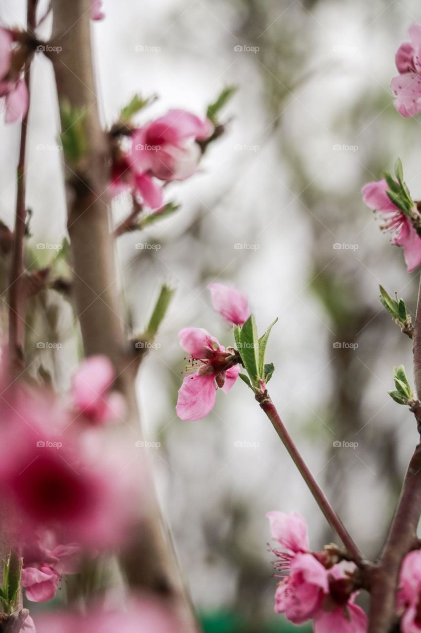 spring tree flowers