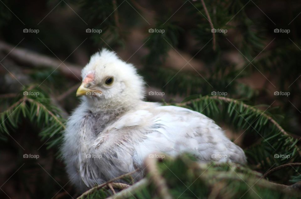 Silkie chick born in Spring.