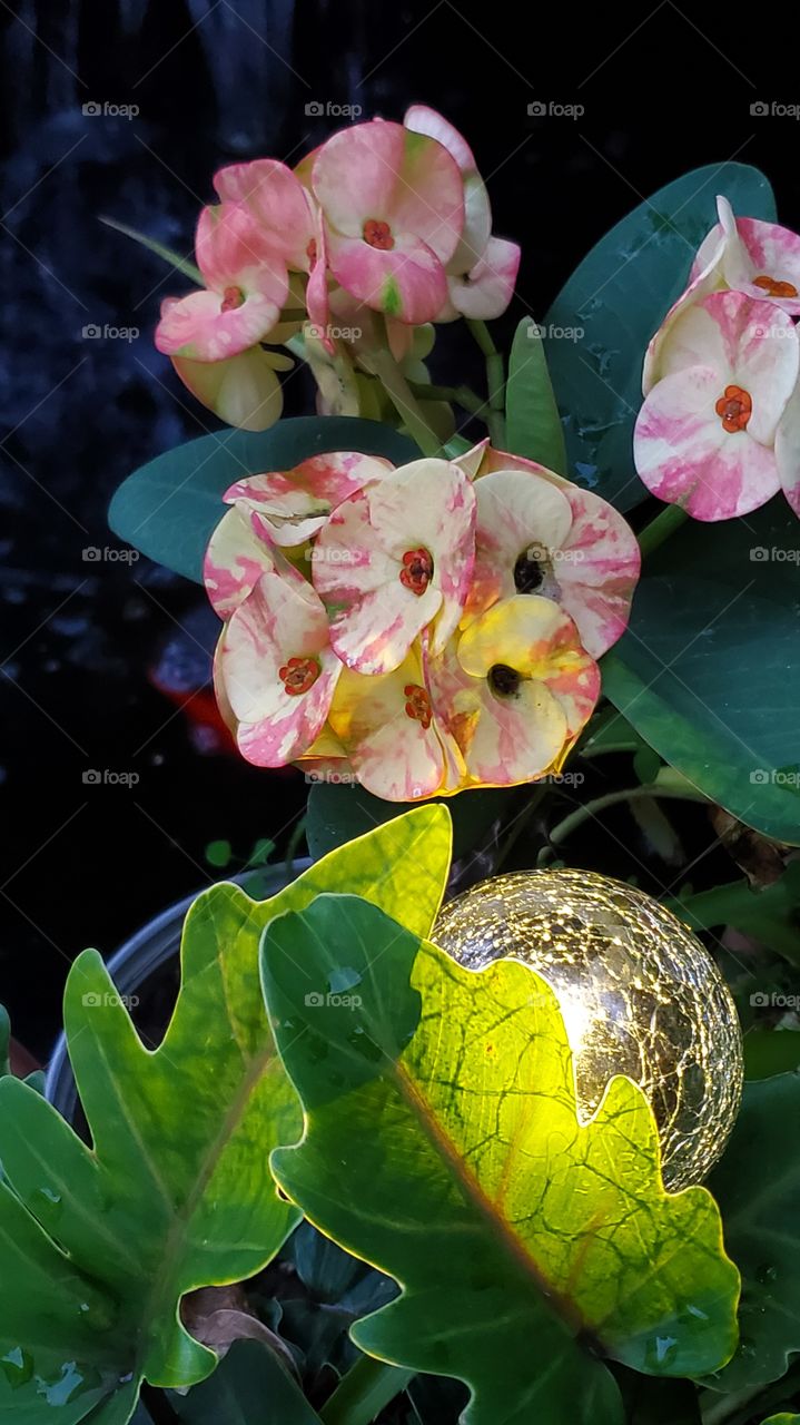 beautiful corona de Cristo