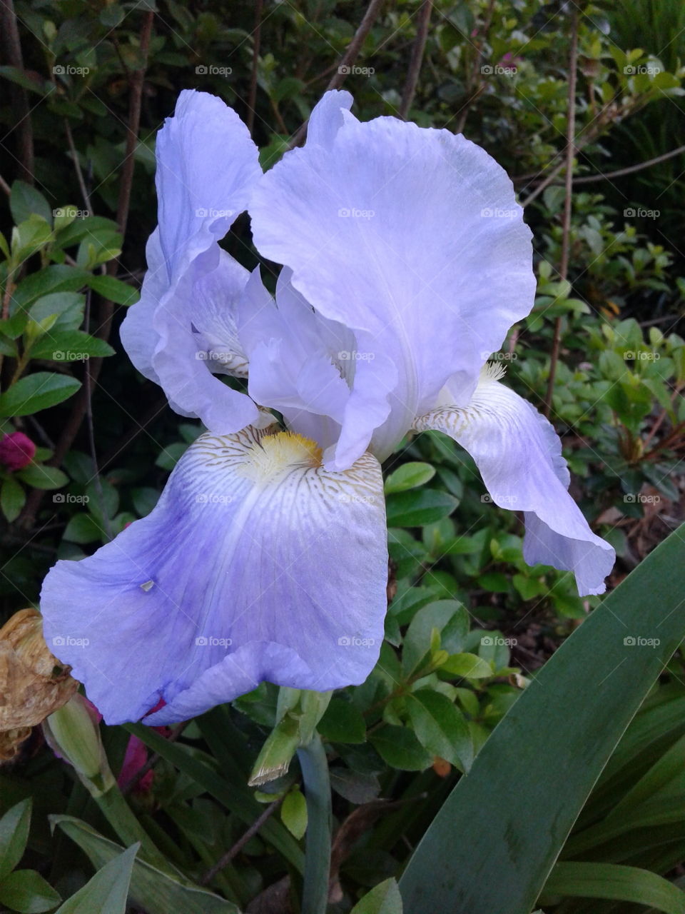 Flower, Flora, Nature, Garden, Blooming