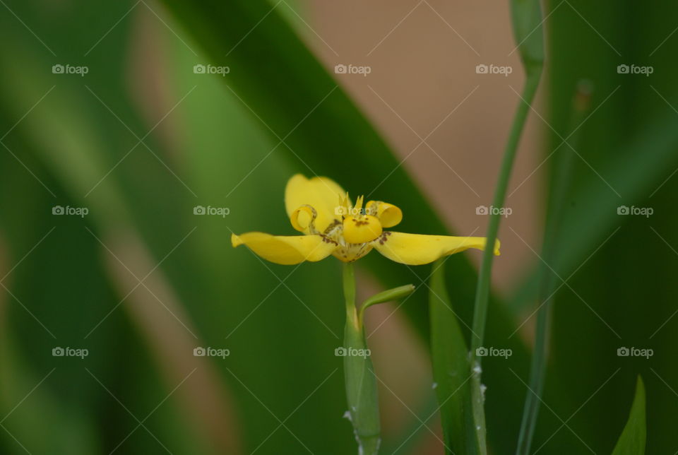 Beautiful  yellow flower