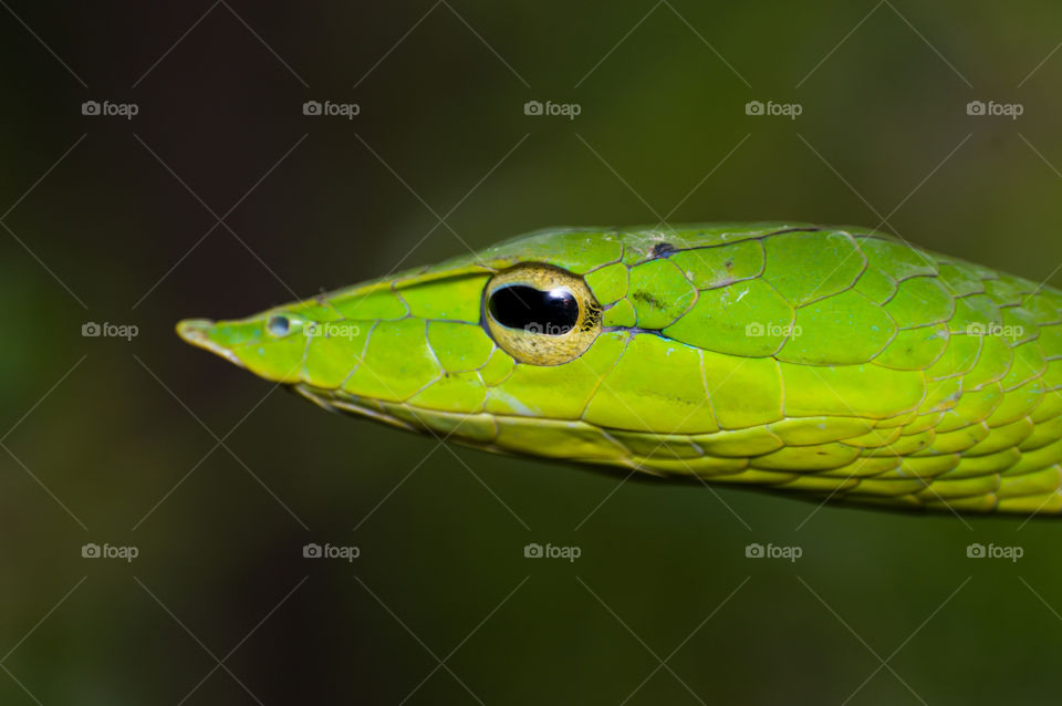 Hypnotic oval shape yellow eye of Green vine snake with horizontal black pupil. This snake is found in India, Sri Lanka, Thailand, Bangladesh, Vietnam, Cambodia and Myanmar.