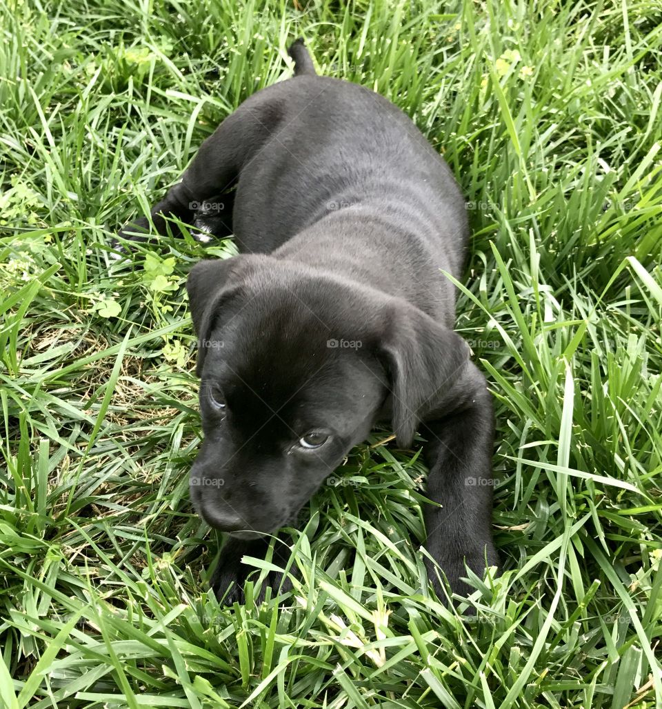 Black Lab Puppy