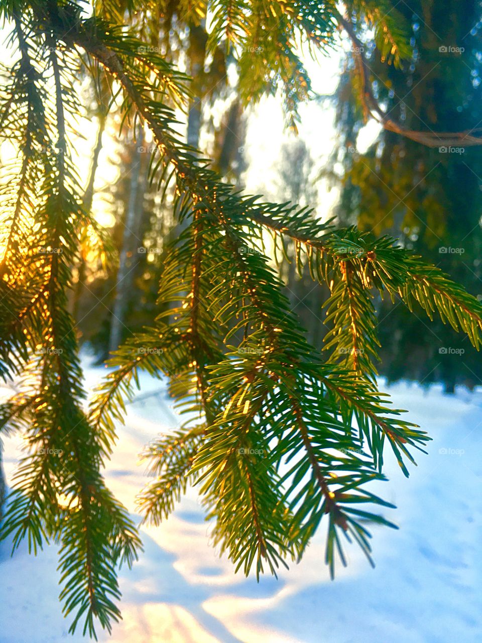 fir branch illuminated by the evening sun