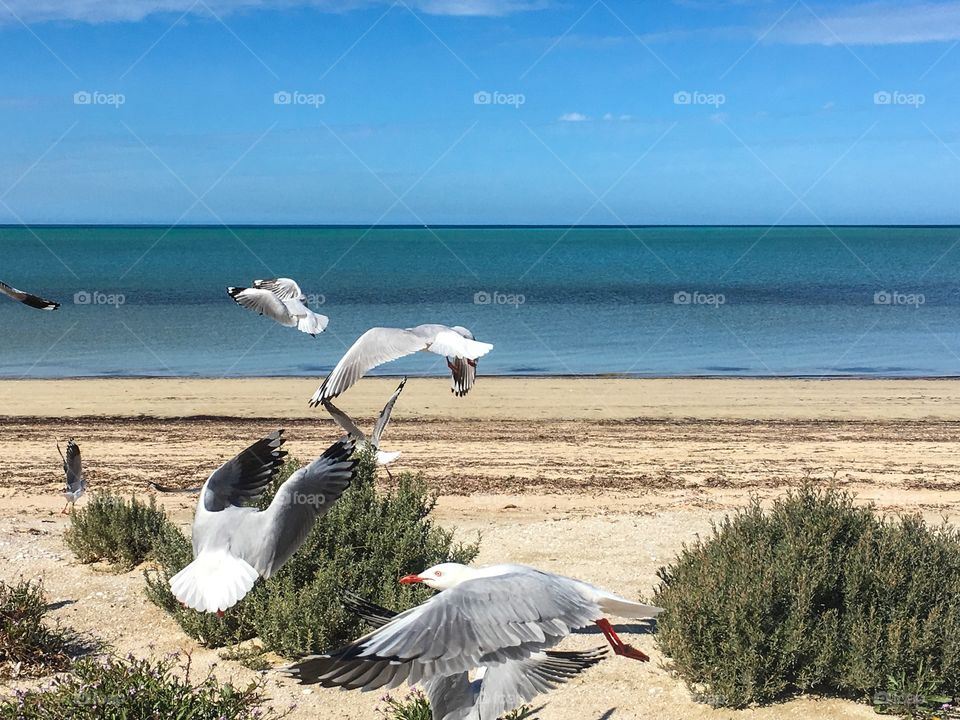 Seagulls in mid flight, landing, flying soaring low at south Australia beach 