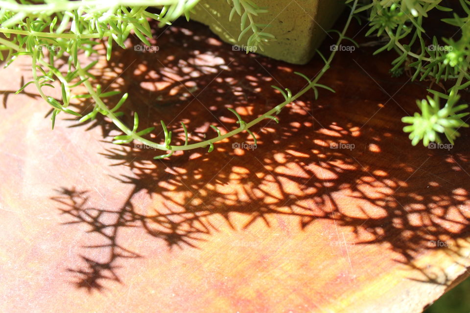 Light and shadows on a potted succulent 