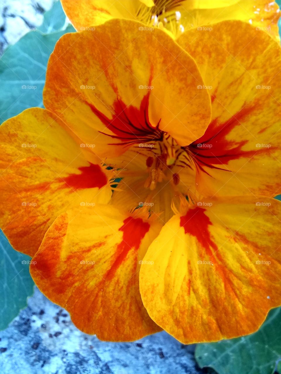 Tropaeolum majus