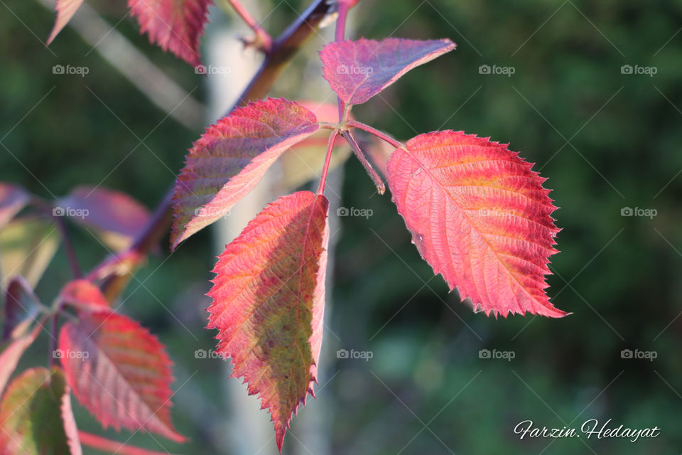 Autumn leaves