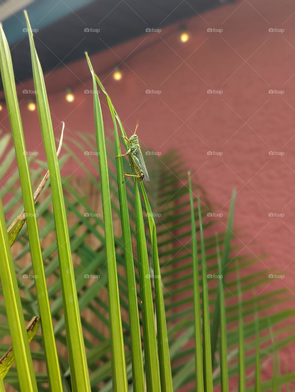 green grasshopper climbing on outdoor plants, large palm plant, greenery contrast with pink wall, summer bugs, palm leaves