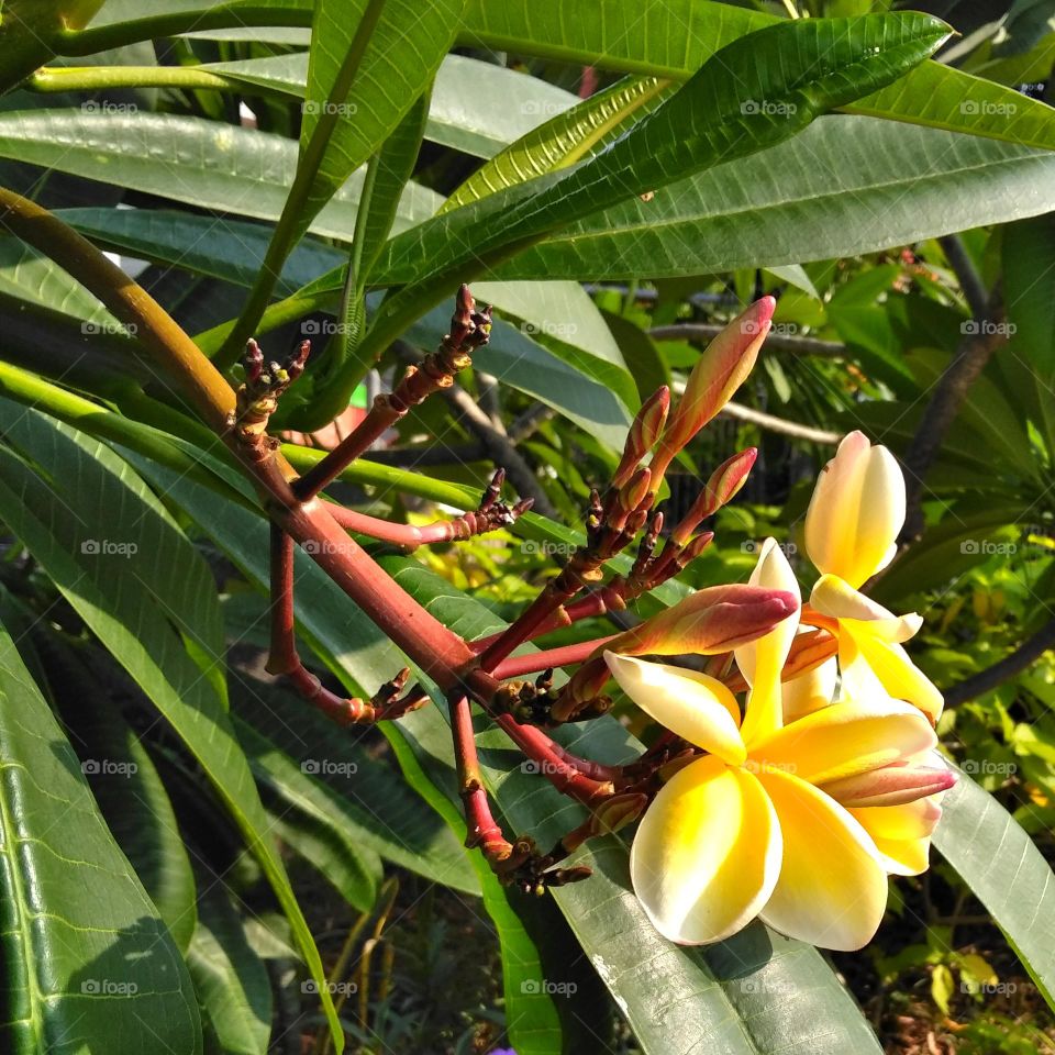 Yellow flower on the garden