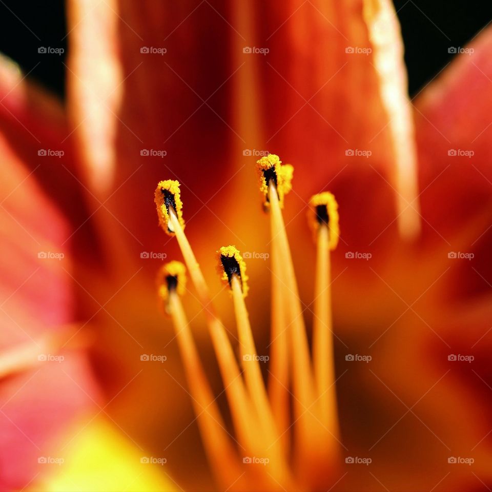 Extreme close-up of an orange lily