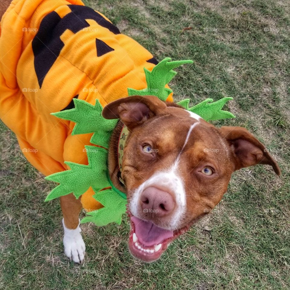 My Sweet Halloween Pumpkin Puppy Dog