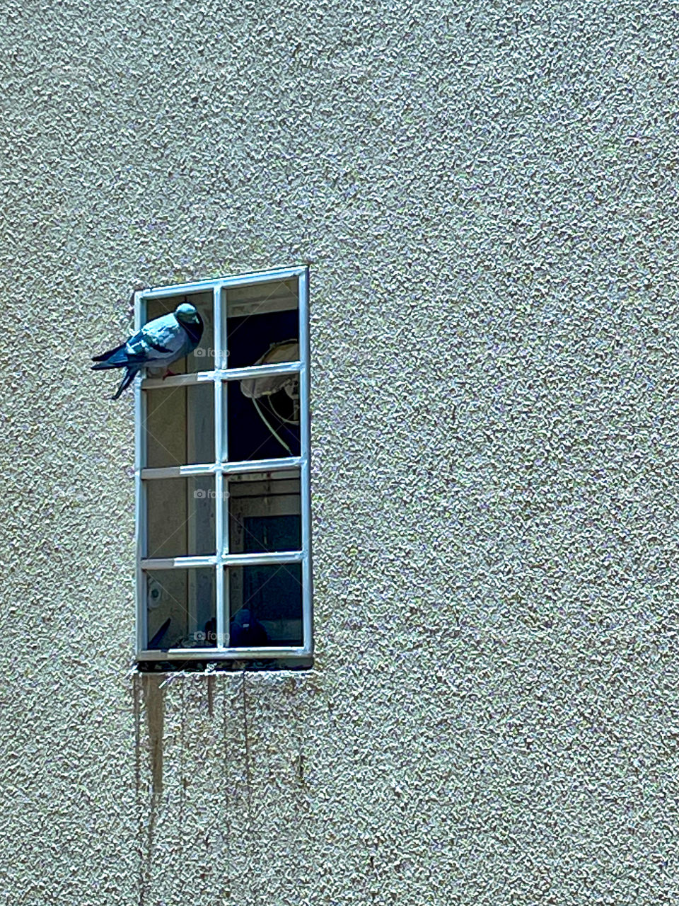 A pigeon and  window 