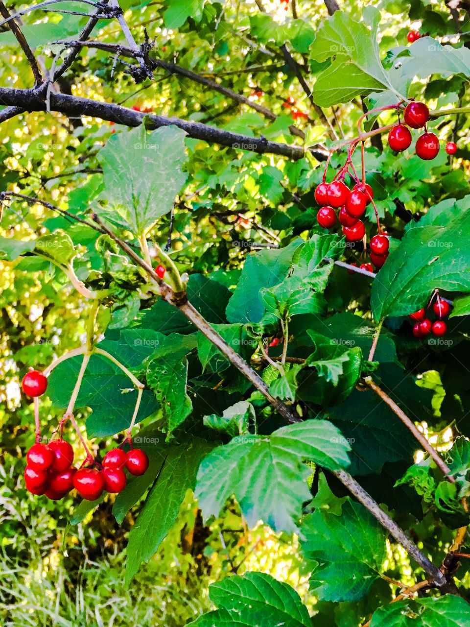 Red berries