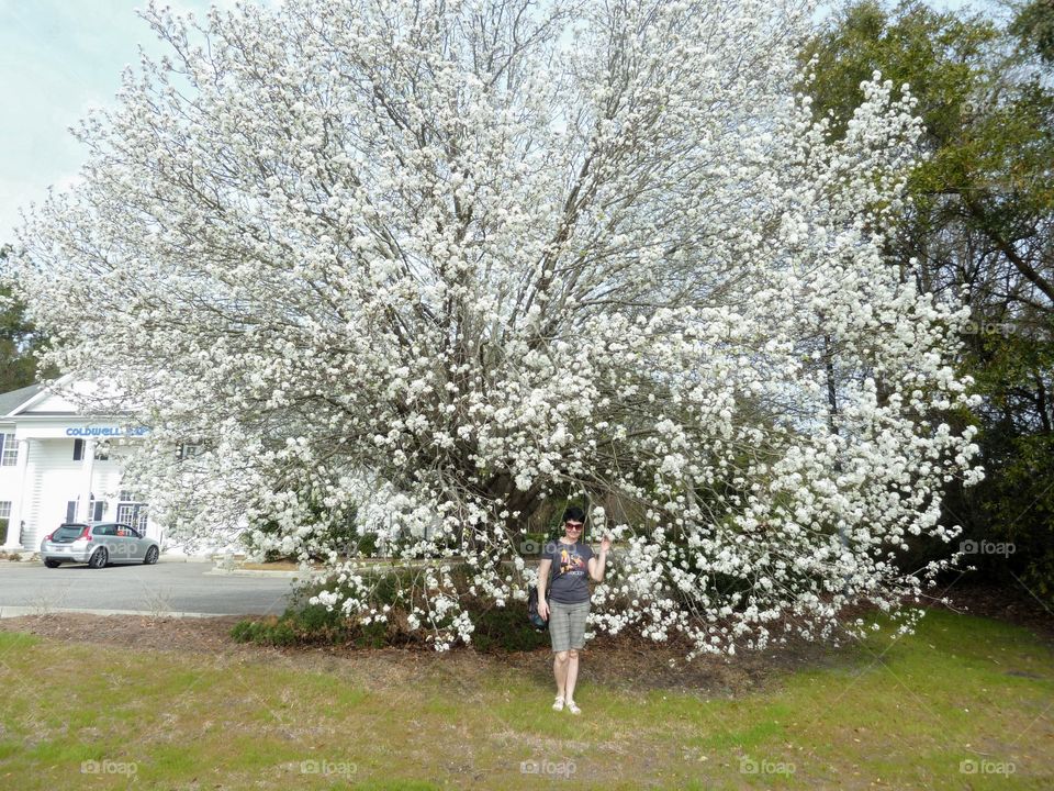 яблоня цветёт