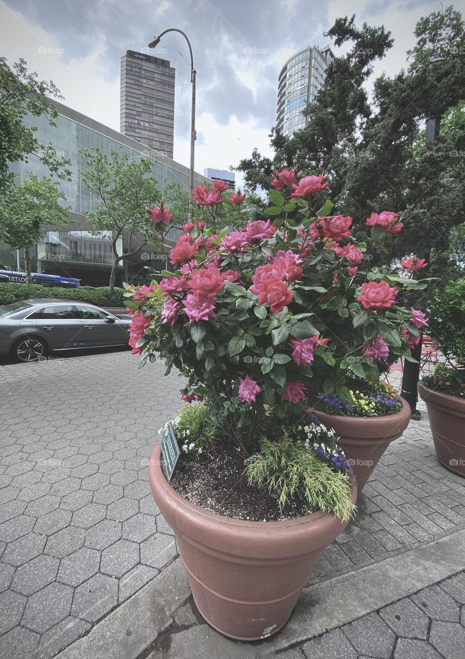 Full bloom of red roses on the streets Manhattan New York.