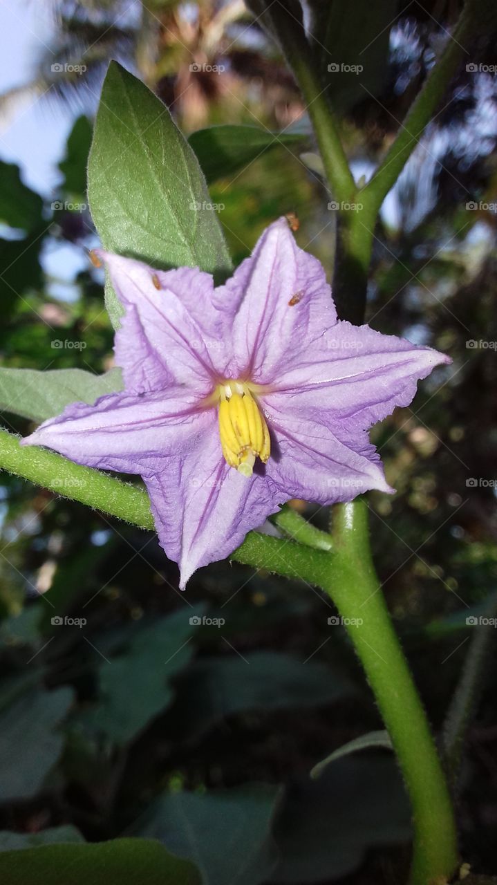 Brinjal Flower (වම්බටු මල්)
