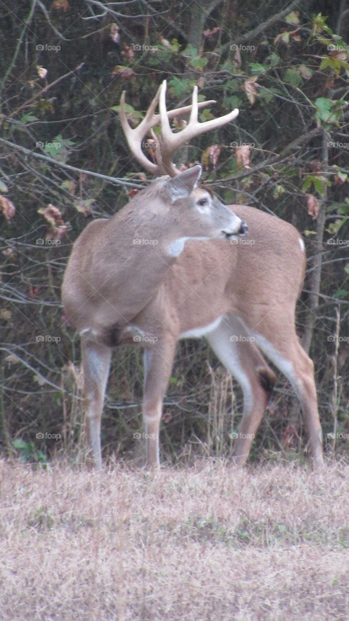 Deer, Mammal, Wildlife, Antler, Animal