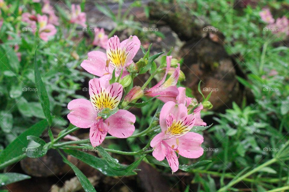 pink flower